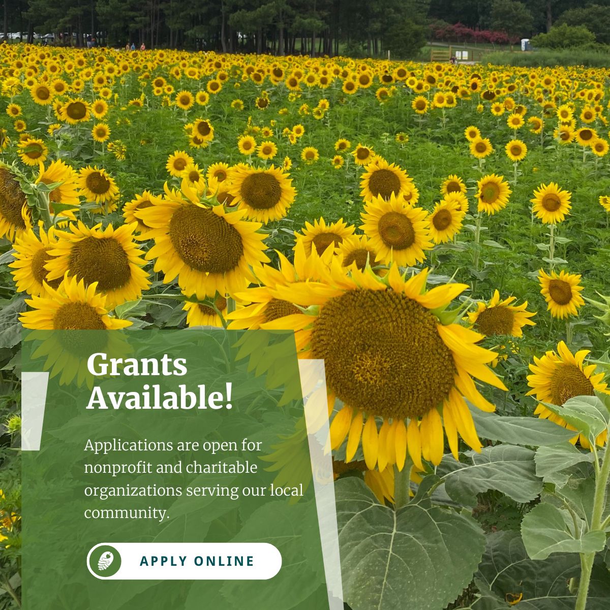 An image of a field of blooming sunflowers with text that reads Grants Available! Applications are open for nonprofit and charitable organizations serving our local community. Apply online.