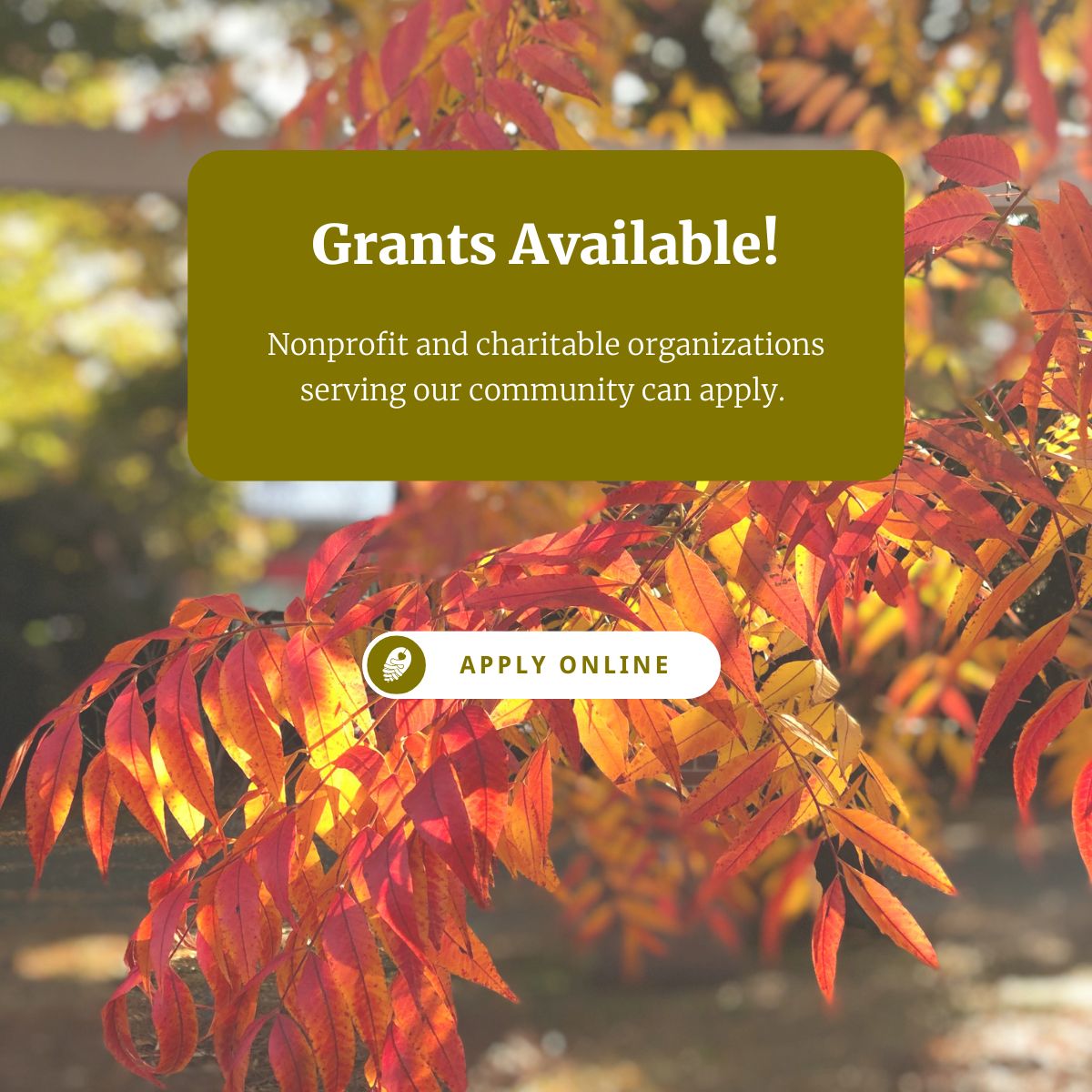 An image of fall leaves on a tree with text that reads Grants available! nonprofits and charitable organizations serving our community can apply. apply oline!