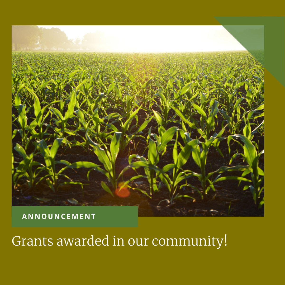 An image of young corn in a field with text that reads Announcement: Grants awarded in our community!