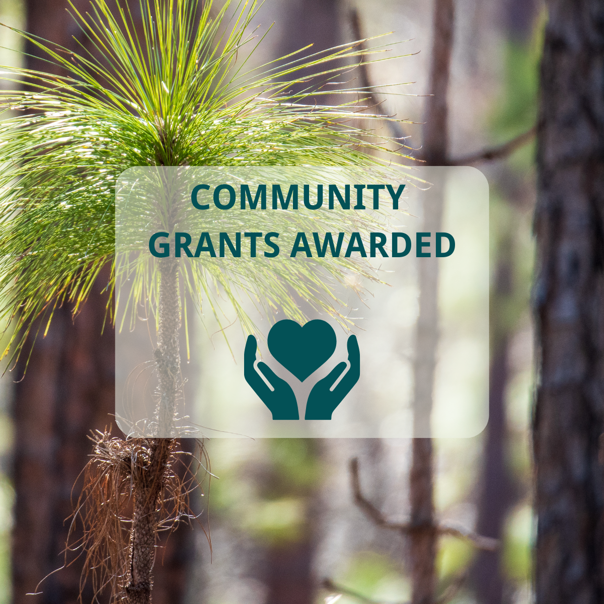 An image of a pine sapling with text overlayed reading "Community grants awarded" above a graphic of two hands holding a heart